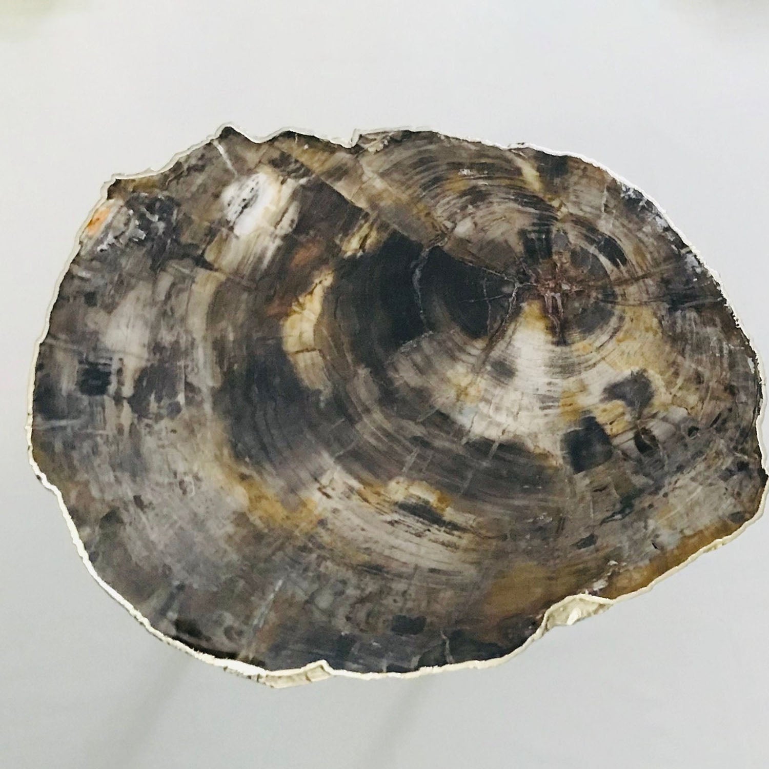 Petrified Wood Agate/Single Piece/Crystal/Gemstone/Quartz Organic Edge Side/Coffee/Table